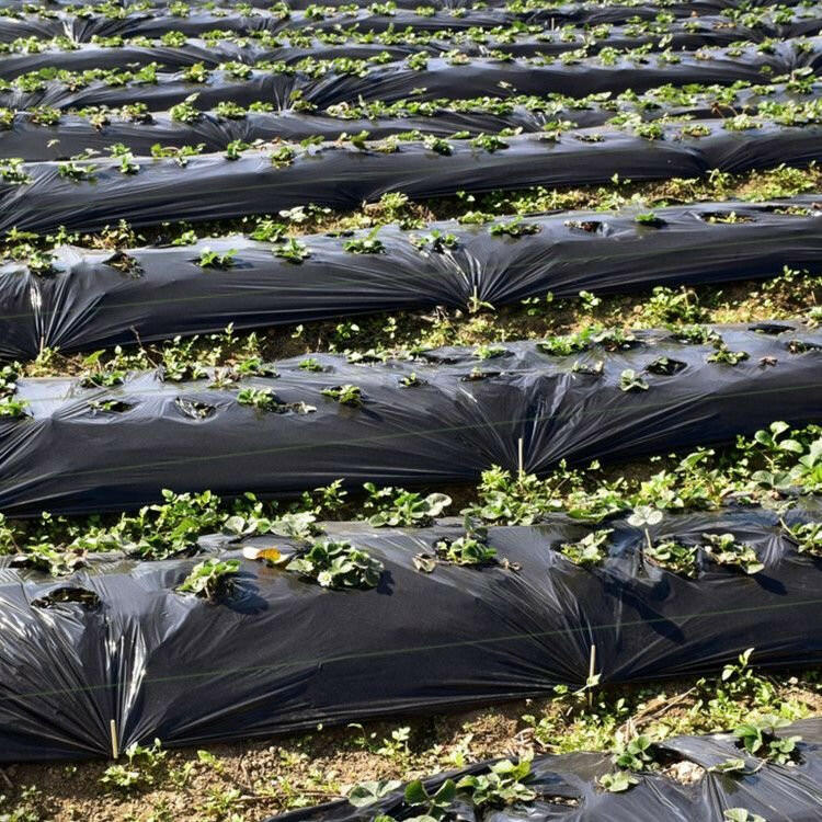 Weed Barrier Landscape Fabric – . Durable Black Polypropylene - GoTypical