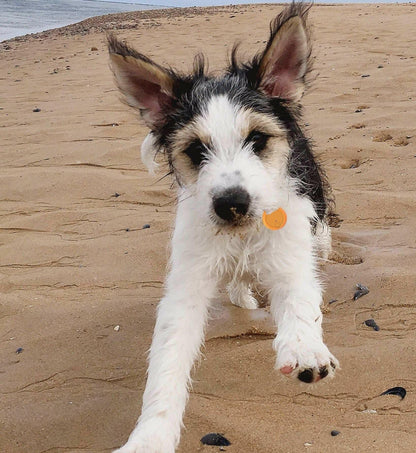 . Anti Lost Device 2 Pack – Silicon Key Finder with LED Light - GoTypical